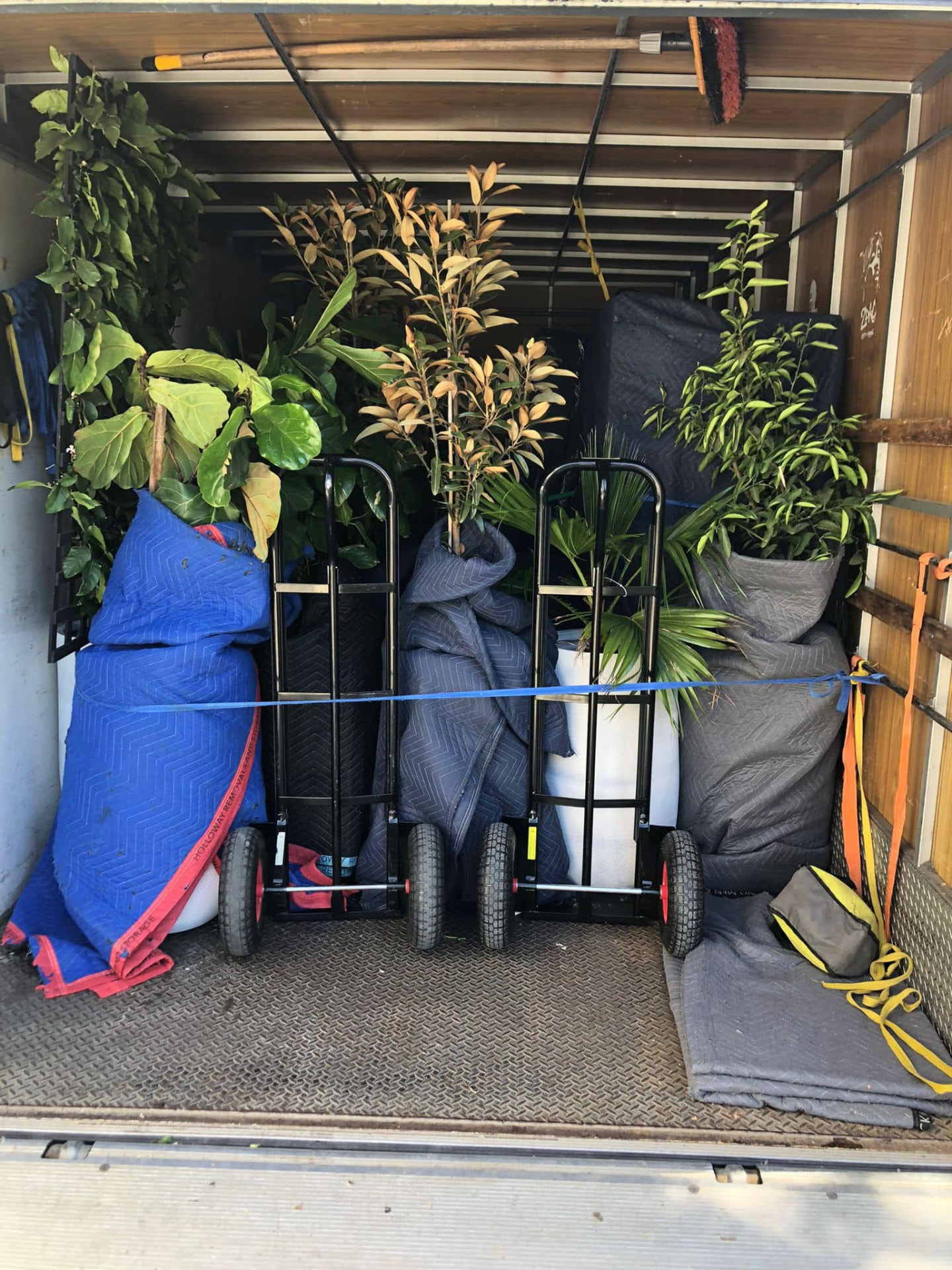 Indoor plants safely strapped inside a Truckmen truck